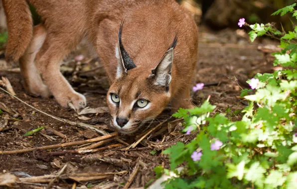 Picture cat, look, Caracal, steppe lynx