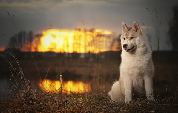 Picture sunset, nature, dog, Husky