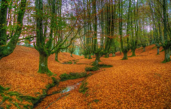 Picture autumn, forest, leaves, trees, branches, foliage, trunk