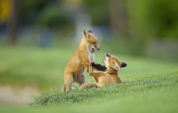 The game, Fox, kids, a couple, cubs