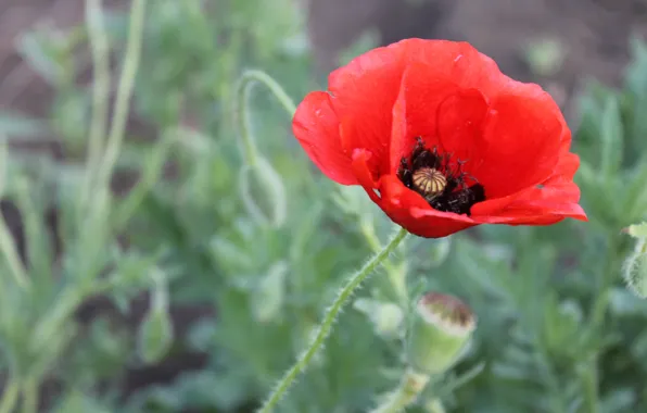 Picture field, leaves, flowers, red, Mac