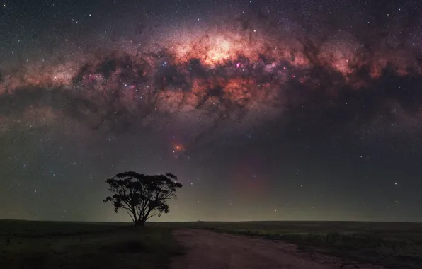 Road, field, the sky, stars, landscape, night, nature, tree