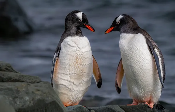 Birds, shore, penguins, a couple, pond, two penguins