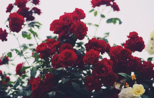 Flowers, Bush, roses, red