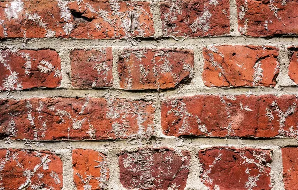 Picture wall, brick, texture