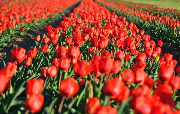 Field, flowers, red, bright, spring, tulips, a number, buds