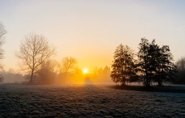 Picture field, autumn, fog, morning