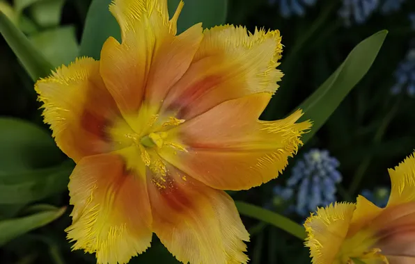 Flowers, spring, tulips