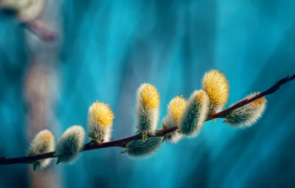 Branches, nature, spring