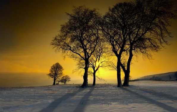 Winter, snow, trees, sunset, frosty