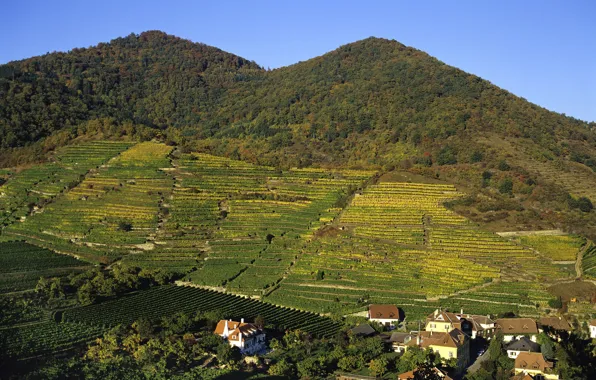 Forest, mountains, field, home, Austria, plantation, Wachau