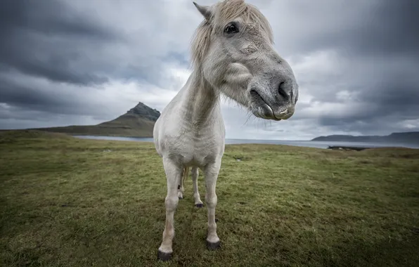 Nature, background, horse