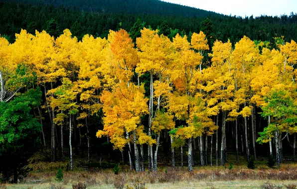 Picture autumn, forest, yellow, nature, birch