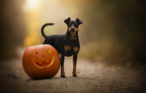 Pumpkin, bokeh, doggie, Miniature Pinscher, sobchenko