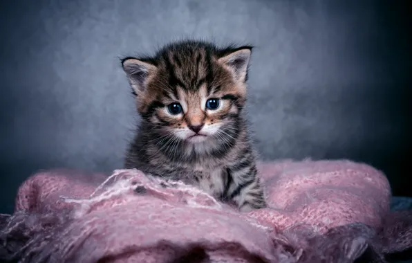 Cat, look, kitty, grey, baby, grey background, face, striped
