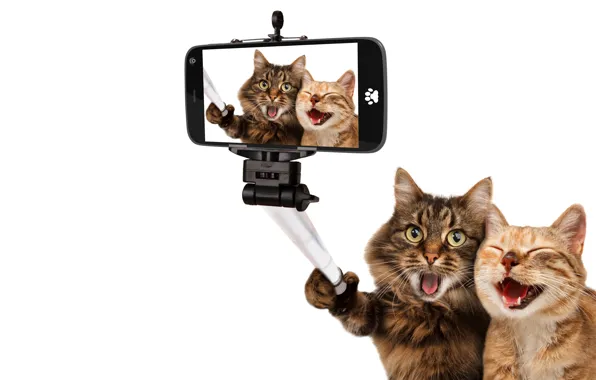 Picture cats, joy, photo, cats, humor, white background, the, smartphone