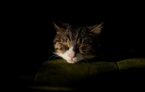 Cat, cat, face, light, darkness, grey, sleep, chair