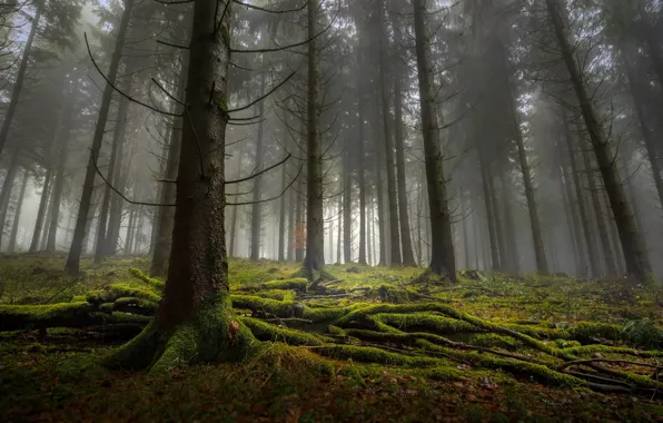 Picture forest, trees, nature, moss