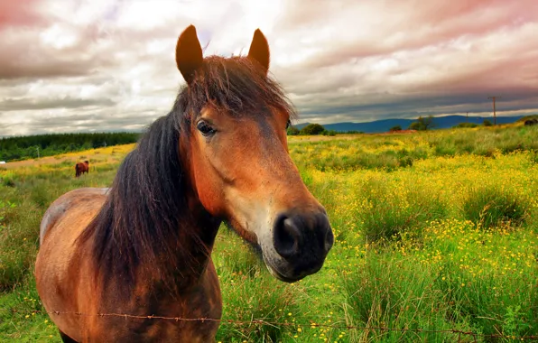 Picture greens, field, summer, face, clouds, flowers, animal, horse