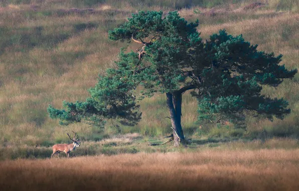 Field, tree, deer