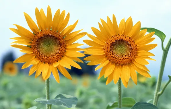 Field, the sky, leaves, sunflowers, Wallpaper, petals, stem, pair