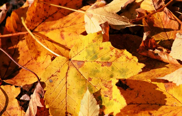 Picture autumn, nature, sheet, macro photo