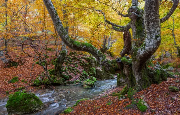 Autumn, forest, trees, nature, stream