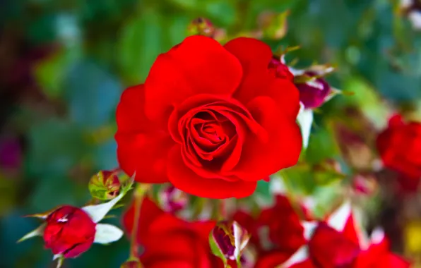 Picture rose, Bush, petals