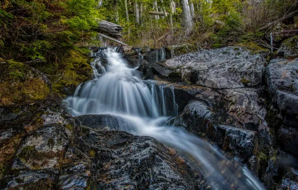 Picture forest, trees, stream, stones, waterfall, CA, USA, San Juan Ridge Creek
