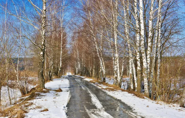 Road, nature, spring, birch
