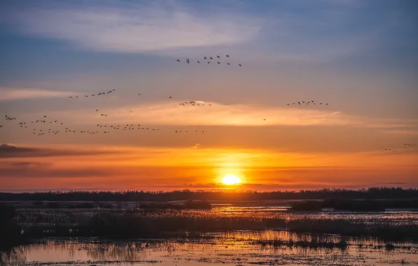 Picture forest, the sky, the sun, clouds, flight, sunset, lake, bird