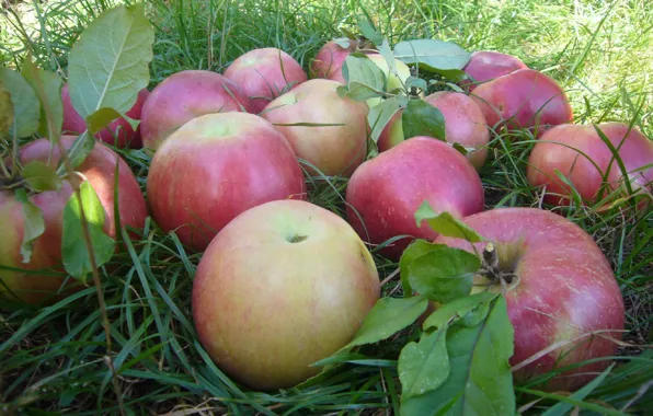 Picture apple, autumn, Moldova