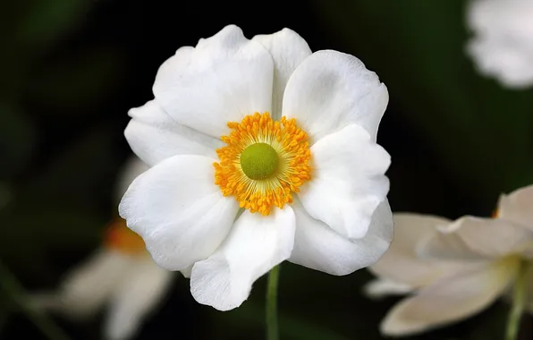 Picture white, flower, focus