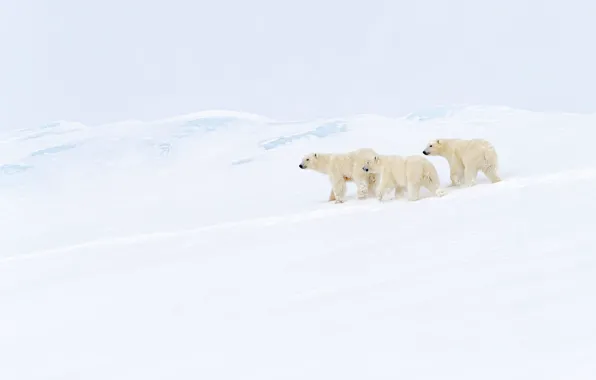 Winter, white, snow, mountains, nature, hills, slope, bear