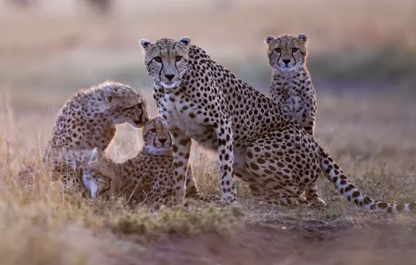 Kittens, mother, cheetahs