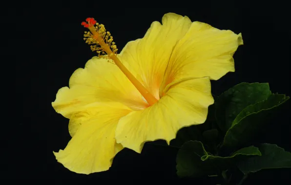 Picture leaves, macro, background, petals, hibiscus