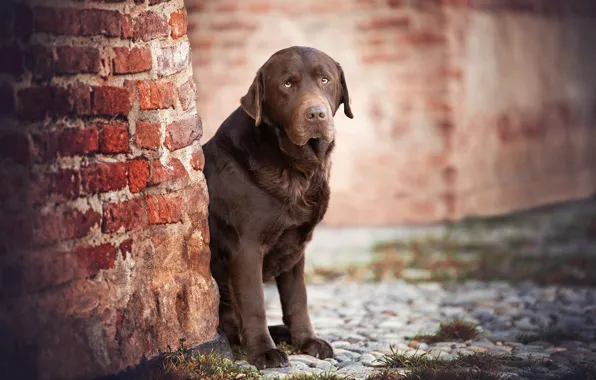 Wall, dog, a sad look, Labrador Retriever