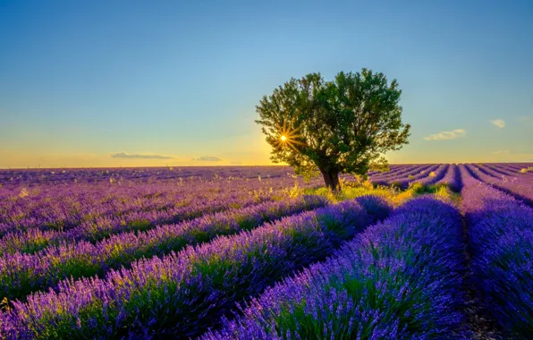 Picture summer, the sun, rays, light, trees, sunset, flowers, the evening