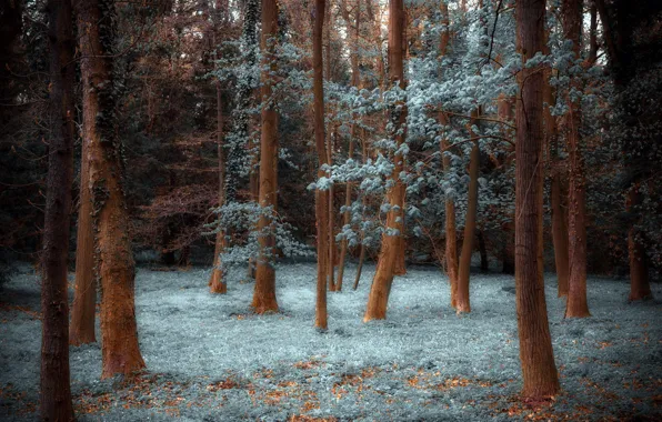 Forest, trees, nature