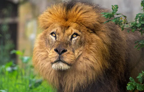 Look, face, leaves, portrait, Leo