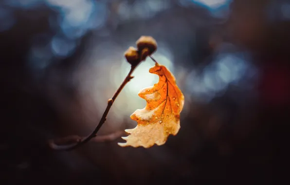 Picture autumn, leaves, macro, branches, bokeh