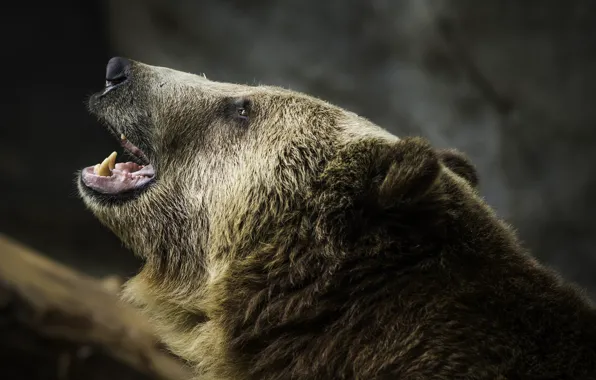 Bear, grizzly, roar