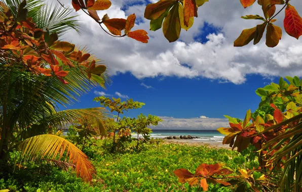Picture sea, the sky, palm trees, shore