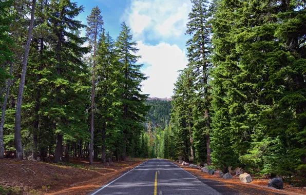 Picture road, forest, the sky, stones