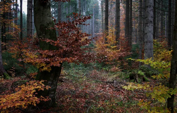 Picture forest, Germany, Bayern, the colors of autumn, November
