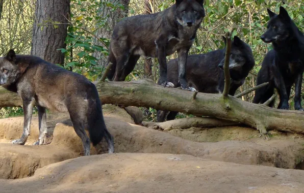 White, dog, winter, snow, wolf, timber, wolves, canis lupus