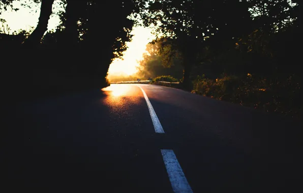 Road, light, trees, nature