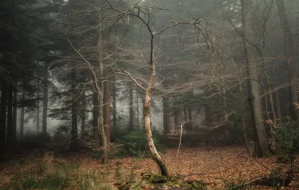 Forest, trees, branches, nature, fog, pine, falling leaves