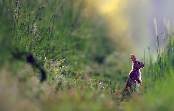 Picture summer, nature, hare, plants, weed