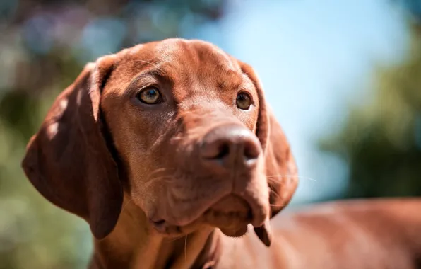 Look, face, dog, breed, marking the Hungarian, pointer